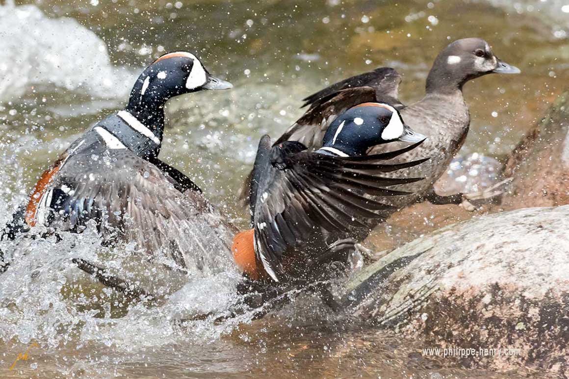 Harlequin ducks by Philippe Henry ©